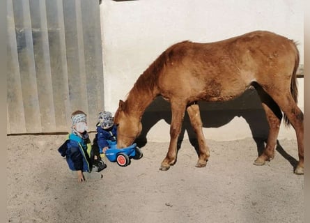 American Quarter Horse Mix, Gelding, 1 year, 13.3 hh, Red Dun