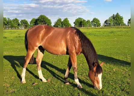 American Quarter Horse, Gelding, 1 year, 14,3 hh, Brown