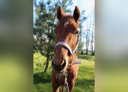 American Quarter Horse, Gelding, 1 year, 15.2 hh, Chestnut-Red