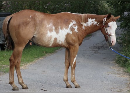 American Quarter Horse, Gelding, 1 year, 15 hh, Overo-all-colors