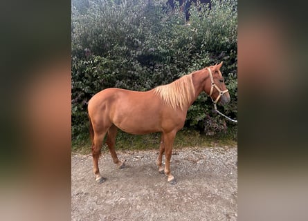 American Quarter Horse Mix, Gelding, 2 years, 13,2 hh, Chestnut-Red