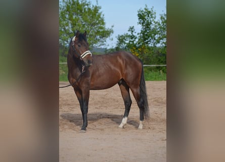 American Quarter Horse, Gelding, 2 years, 14.2 hh, Brown