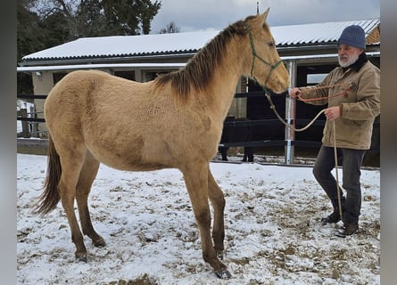 American Quarter Horse, Gelding, 2 years, 14,2 hh, Champagne