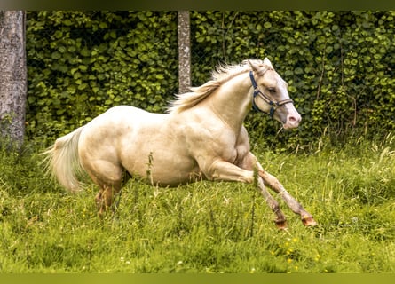 American Quarter Horse, Gelding, 2 years, 14.2 hh, Palomino