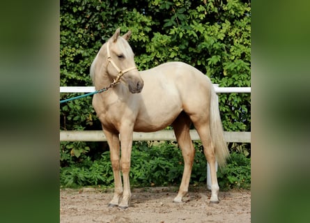 American Quarter Horse, Gelding, 2 years, 14,2 hh, Palomino