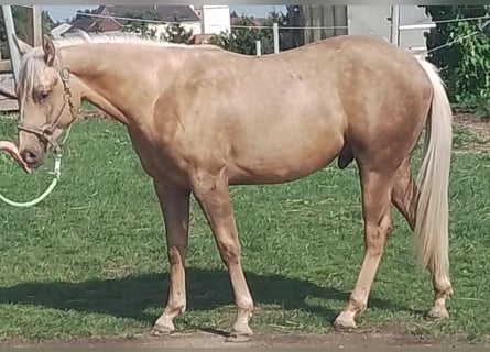 American Quarter Horse, Wallach, 2 Jahre, 14,2 hh, Palomino