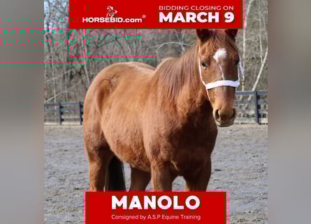 American Quarter Horse, Gelding, 2 years, 14.2 hh, Sorrel