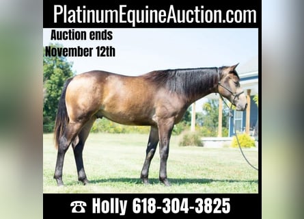 American Quarter Horse, Gelding, 2 years, 14.3 hh, Buckskin
