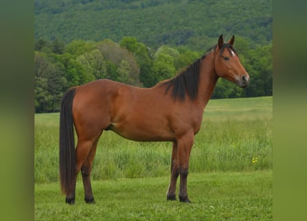 American Quarter Horse, Gelding, 2 years, 14 hh, Bay