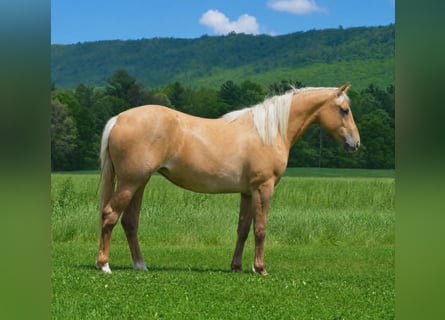 American Quarter Horse, Gelding, 2 years, 14 hh, Palomino