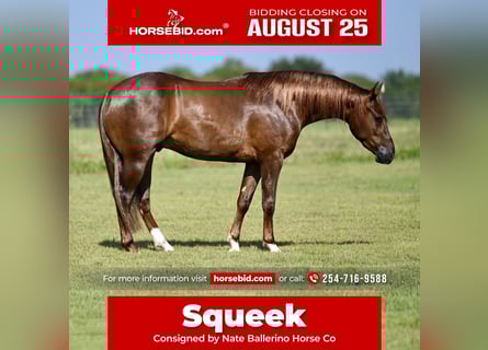 American Quarter Horse, Gelding, 2 years, 14 hh, Sorrel