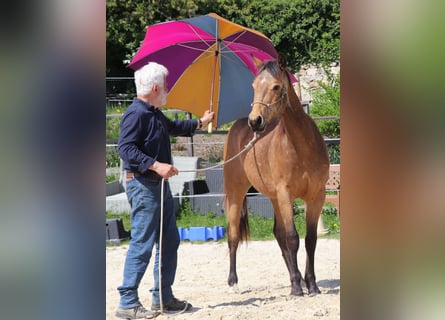 American Quarter Horse, Gelding, 2 years, 14,2 hh, Buckskin
