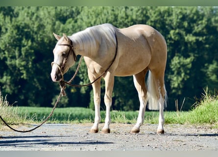 American Quarter Horse, Gelding, 2 years, 14,2 hh, Palomino