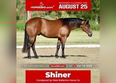 American Quarter Horse, Gelding, 2 years, 14,3 hh, Bay