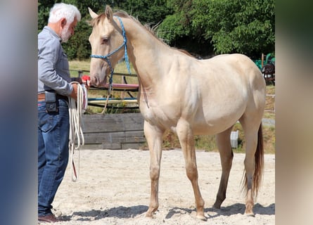 American Quarter Horse, Gelding, 2 years, 14,3 hh, Champagne