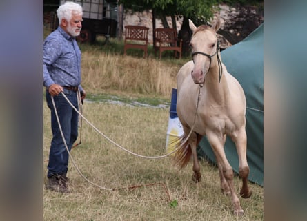 American Quarter Horse, Gelding, 2 years, 14,3 hh, Champagne