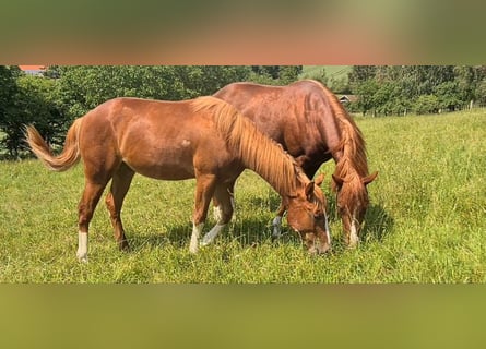 American Quarter Horse, Gelding, 2 years, 14,3 hh, Chestnut-Red