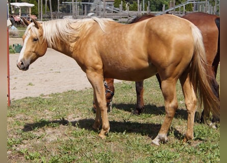 American Quarter Horse, Gelding, 2 years, 14,3 hh, Palomino