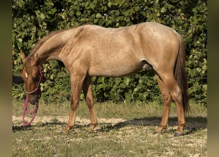 American Quarter Horse, Gelding, 2 years, 14,3 hh, Roan-Red