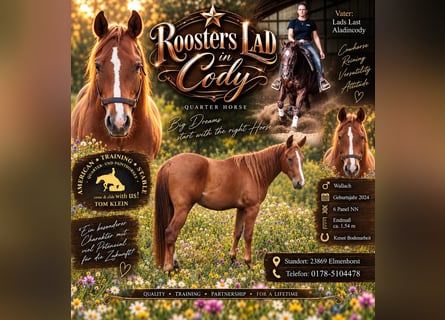 American Quarter Horse, Gelding, 2 years, 15.1 hh, Chestnut-Red