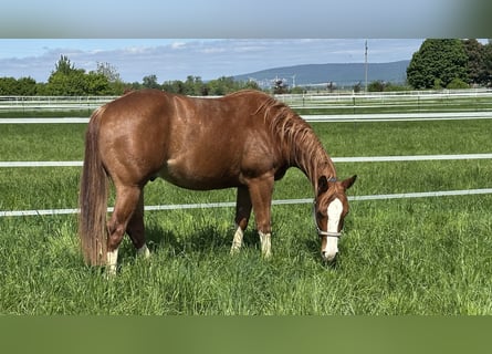 American Quarter Horse, Gelding, 2 years, 15 hh, Chestnut-Red