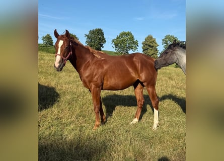 American Quarter Horse, Gelding, 2 years, 15 hh, Chestnut-Red