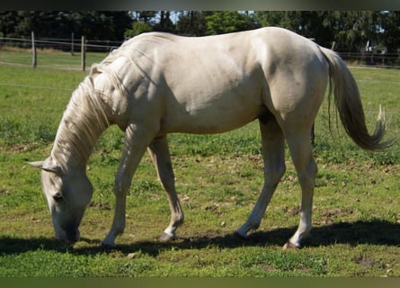 American Quarter Horse, Gelding, 2 years, 15 hh, Palomino