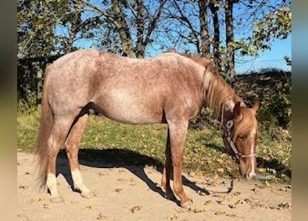 American Quarter Horse, Gelding, 2 years, 15 hh, Roan-Red