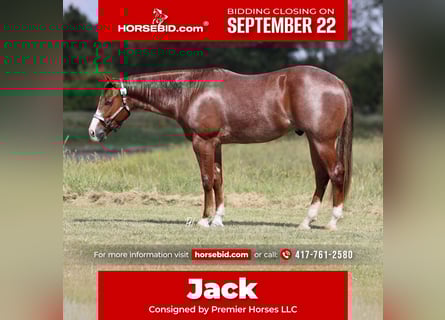 American Quarter Horse, Gelding, 2 years, 15 hh, Roan-Red