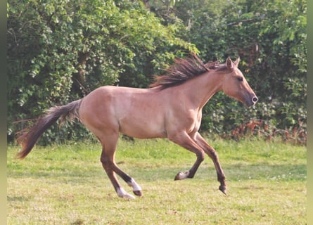American Quarter Horse, Gelding, 2 years, 15,1 hh, Dun