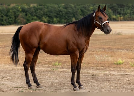 American Quarter Horse, Gelding, 2 years, Bay