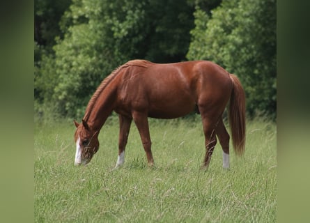 American Quarter Horse, Gelding, 2 years, Chestnut