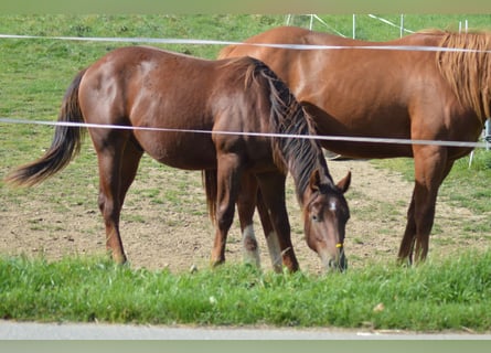 American Quarter Horse, Gelding, 2 years, Chestnut