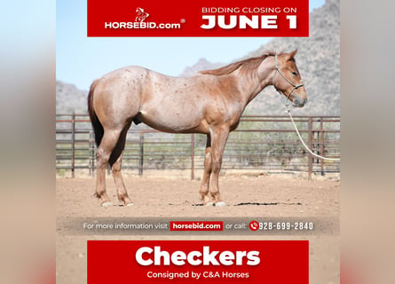 American Quarter Horse, Gelding, 2 years, Roan-Red