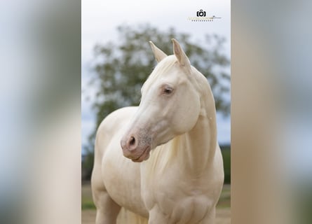 American Quarter Horse, Gelding, 3 years, 13,2 hh