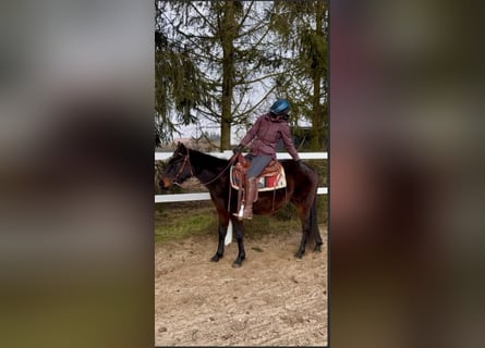 American Quarter Horse, Gelding, 3 years, 14,1 hh, Brown