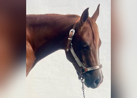 American Quarter Horse, Gelding, 3 years, 14.1 hh, Chestnut