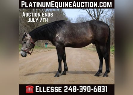 American Quarter Horse, Gelding, 3 years, 14,1 hh, Gray