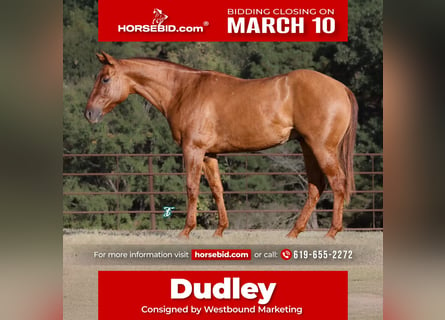 American Quarter Horse, Gelding, 3 years, 14,1 hh, Red Dun