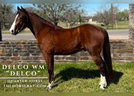 American Quarter Horse, Gelding, 3 years, 14.2 hh, Bay