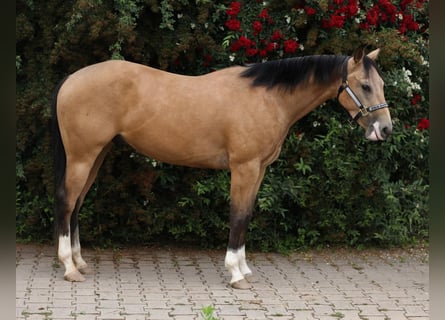 American Quarter Horse, Gelding, 3 years, 14.2 hh, Buckskin