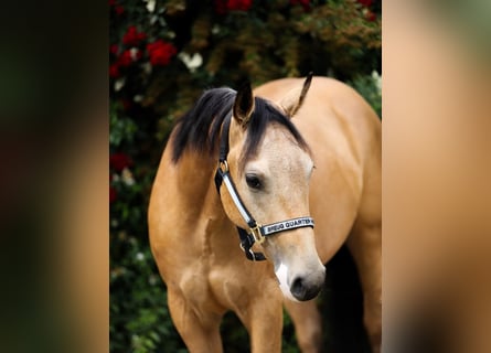 American Quarter Horse, Gelding, 3 years, 14.2 hh, Buckskin