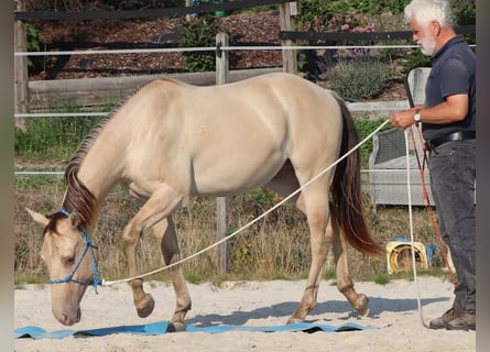 American Quarter Horse, Gelding, 3 years, 14.2 hh, Champagne