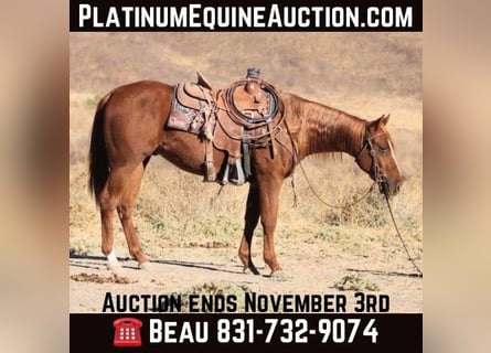 American Quarter Horse, Gelding, 3 years, 14,2 hh, Chestnut