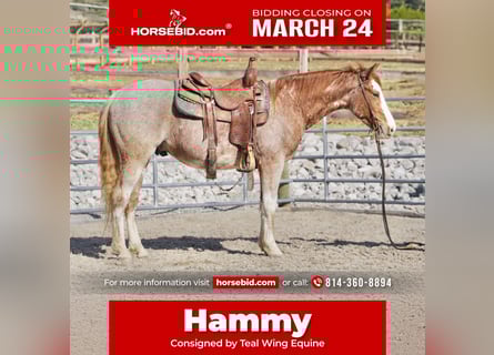 American Quarter Horse, Gelding, 3 years, 14.2 hh, Roan-Red