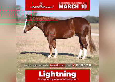 American Quarter Horse, Gelding, 3 years, 14.2 hh, Sorrel