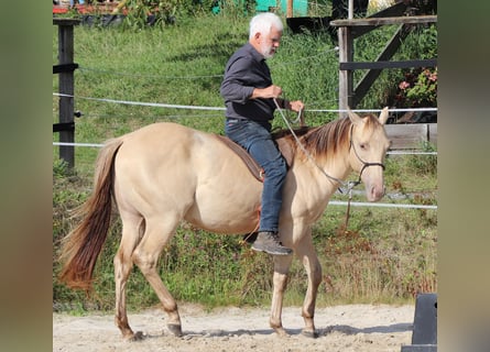 American Quarter Horse, Gelding, 3 years, 14.3 hh, Champagne