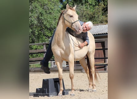 American Quarter Horse, Gelding, 3 years, 14.3 hh, Champagne