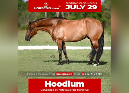 American Quarter Horse, Gelding, 3 years, 14.3 hh, Dun