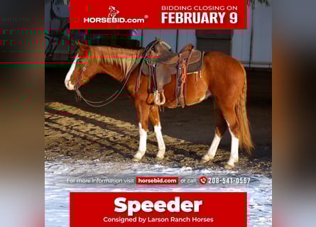 American Quarter Horse, Gelding, 3 years, 14.3 hh, Sorrel